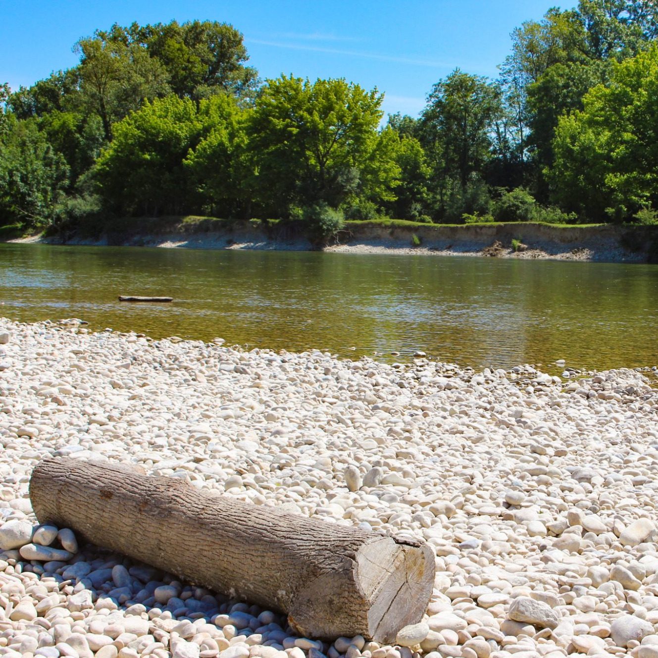 Bûche en bord de rivière, avec des arbres verdoyants en arrière-plan.